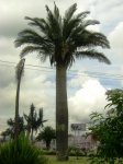 Imagen 229.jpg