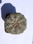 cacti 034.jpg