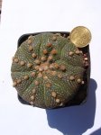 cacti 035.jpg