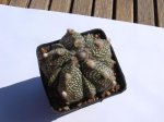 cacti 041.jpg
