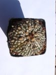 cacti 042.jpg
