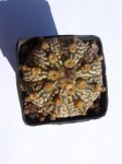 cacti 043.jpg
