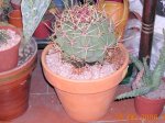 cactus_3_046.jpg