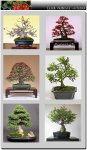 ILEX.jpg
