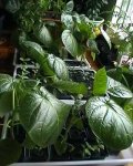 tamarillos.jpg