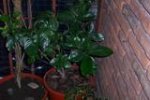 th_19086_100_1969_425lo.JPG