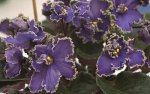 Saintpaulia_hybrid_dark_blue_frosted_.jpg