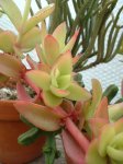 Crassula_erosula_Campfire.jpg