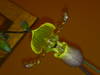 Paphiopedilum_sp.jpg