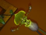 Paphiopedilum_sp.jpg