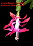 Schlumbergera_buckleyi.jpg
