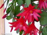 cactus_paques002.jpg