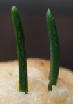 subir_piceas_2_y_3_d.jpg