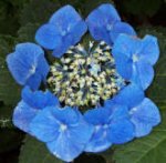 hydrangea.jpg