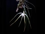 Brasavola_cucullata_600pic.JPG