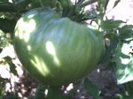 tomatito.JPG