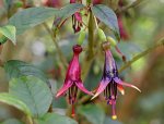 fuchsia_excorticata_146-152_30kb.jpg