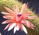 primera_flor11.jpg