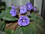 DSC01606.JPG
