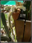 Cleistocactuswintericolademono2.jpg