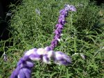 DSC00256.jpg