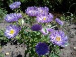 DSC00271.jpg