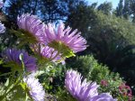 DSC00273.jpg