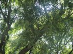 Arbol_NN_1.jpg