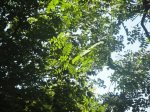 Arbol_NN_2.jpg