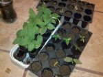 CameraZOOM-20120108242549572.jpg