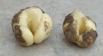 Fritillaria%20stenanthera%20bulbs.jpg