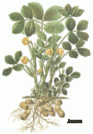 arachis_hypogaea.gif