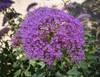Trachelium_Caeruleum_Flor_de_la_viuda_.jpg