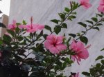 flor_grande.JPG