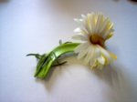 frankiflower.jpg