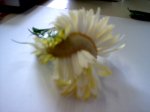 frankiflower4.jpg