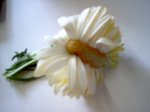 frankiflower5.jpg