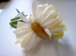 frankiflower6.jpg