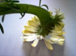 frankiflower7.jpg