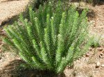 planta1.jpg