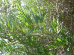 planta2.jpg