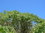 planta3.jpg