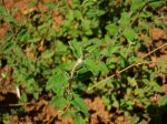 planta4-2.jpg