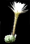 Echinopsis_subdenudata.jpg