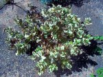 planta.jpg