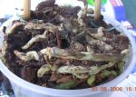 orquidea.jpg