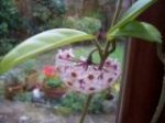 Hoya carnosa 1.JPG