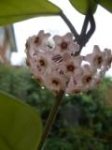 Hoya carnosa 2.JPG