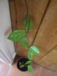 Hoya carnosa 5.JPG