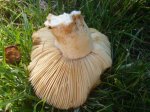 DSC00552.JPG